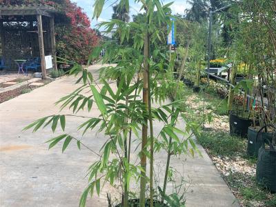 Bamboo, Tropical Blue 3 gal